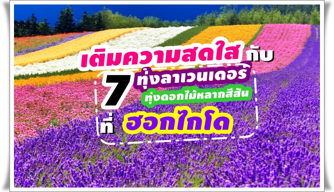 เติมความสดใส กับ 7 ทุ่งลาเวนเดอร์และทุ่งดอกไม้หลากสีสัน ฮอกไกโด